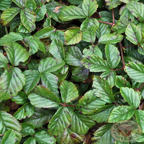 Bog Blackberry