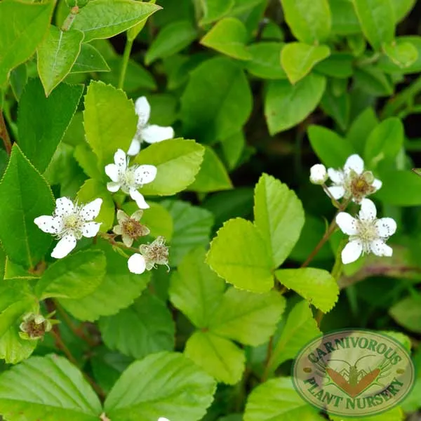 Bog Blackberry