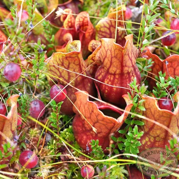 Cranberry - American