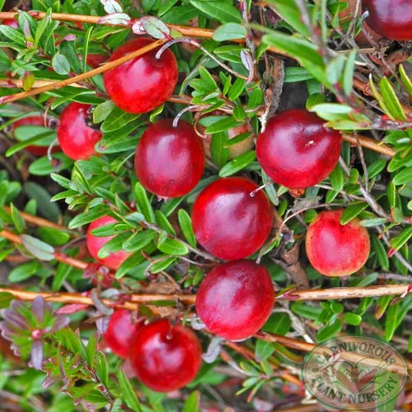 Cranberry - American